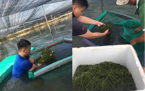 Sinh viên ĐH Đông Á giành Giải thưởng Sinh viên nghiên cứu khoa học 2019